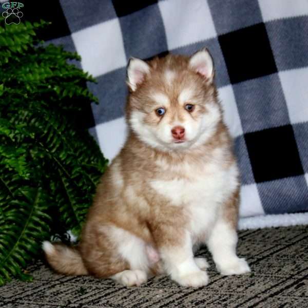 Gus, Pomsky Puppy