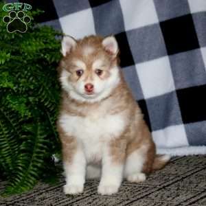 Gus, Pomsky Puppy