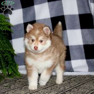 Gus, Pomsky Puppy