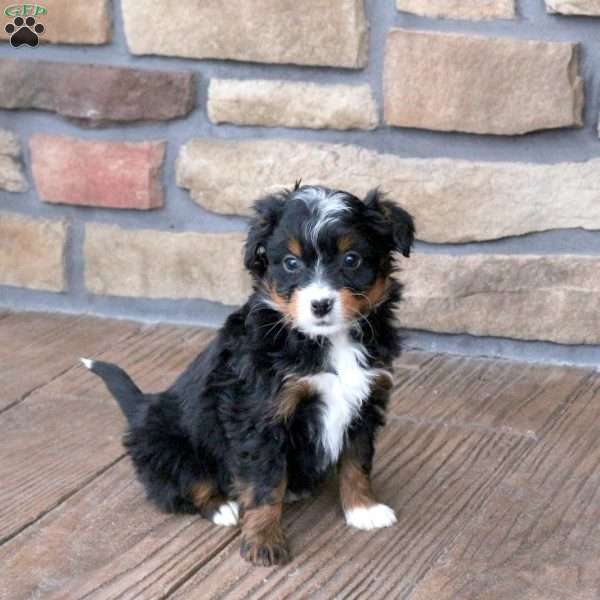 Gwen, Mini Bernedoodle Puppy