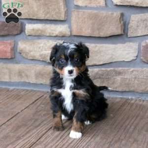 Gwen, Mini Bernedoodle Puppy