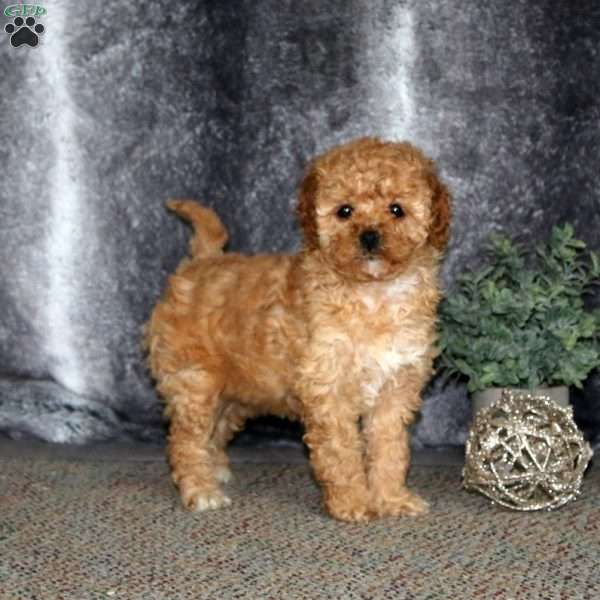 Hailey, Cockapoo Puppy
