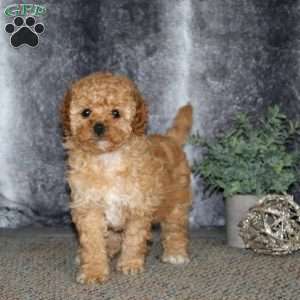 Hailey, Cockapoo Puppy