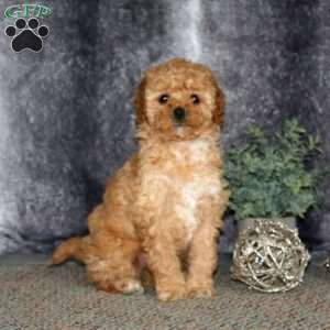 Hailey, Cockapoo Puppy