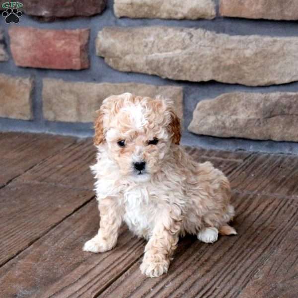 Hallie, Mini Goldendoodle Puppy