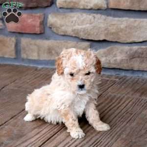 Hallie, Mini Goldendoodle Puppy