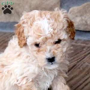 Hallie, Mini Goldendoodle Puppy