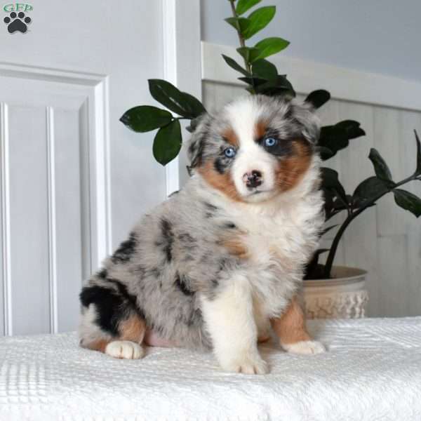 Halo, Australian Shepherd Puppy