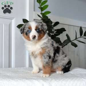 Halo, Australian Shepherd Puppy