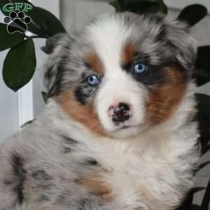 Halo, Australian Shepherd Puppy