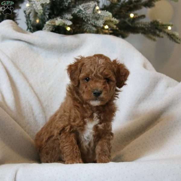 Hank, Mini Goldendoodle Puppy