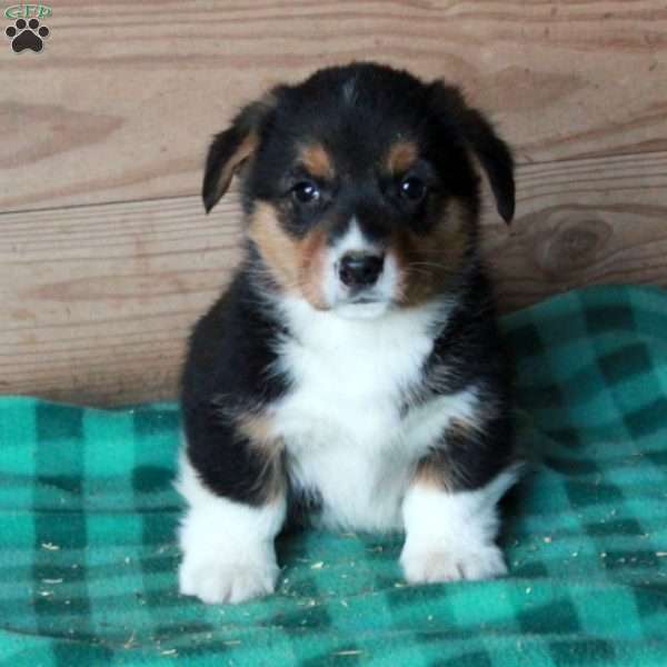 Hank, Pembroke Welsh Corgi Puppy