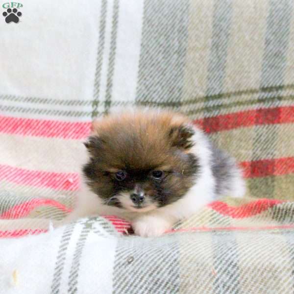Hank, Pomeranian Puppy
