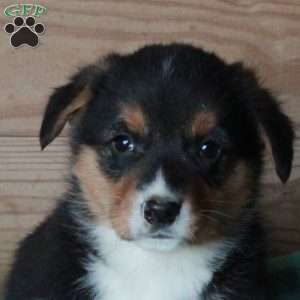 Hank, Pembroke Welsh Corgi Puppy