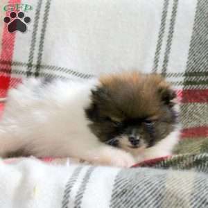 Hank, Pomeranian Puppy