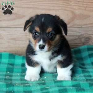 Hank, Pembroke Welsh Corgi Puppy