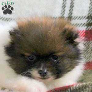 Hank, Pomeranian Puppy