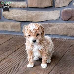 Hannah, Mini Goldendoodle Puppy