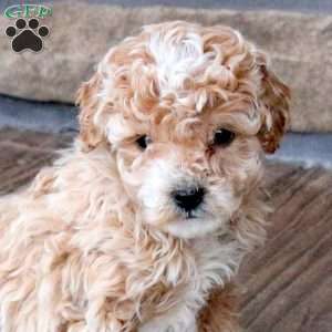 Hannah, Mini Goldendoodle Puppy