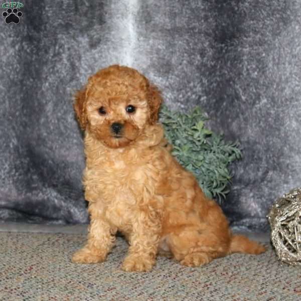 Hannah, Cockapoo Puppy