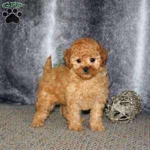 Hannah, Cockapoo Puppy