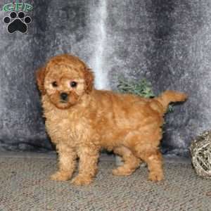 Hannah, Cockapoo Puppy