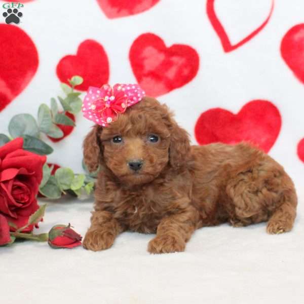 Happy, Miniature Poodle Puppy