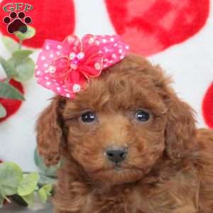 Happy, Miniature Poodle Puppy