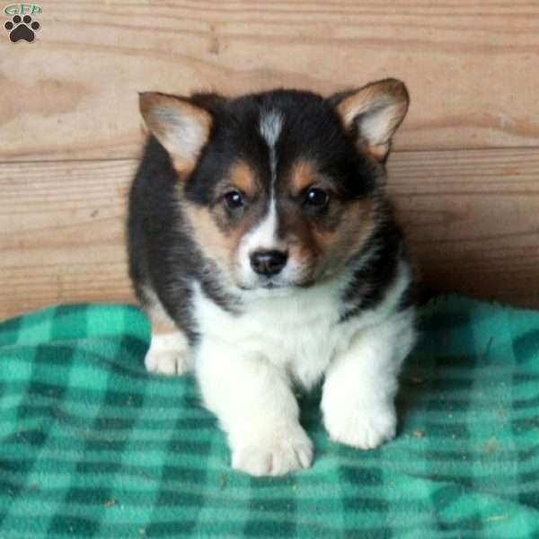 Happy, Pembroke Welsh Corgi Puppy