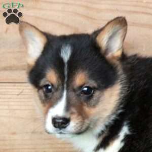Happy, Pembroke Welsh Corgi Puppy