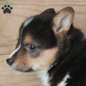 Happy, Pembroke Welsh Corgi Puppy