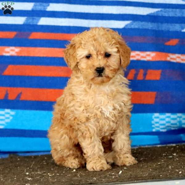 Happy, Mini Goldendoodle Puppy