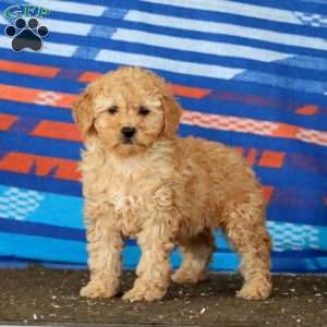 Happy, Mini Goldendoodle Puppy