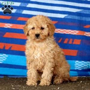 Happy, Mini Goldendoodle Puppy