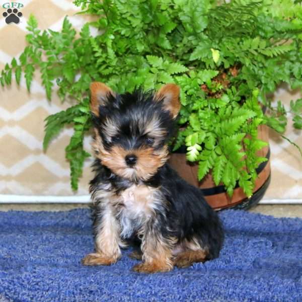 Happy, Yorkie Puppy