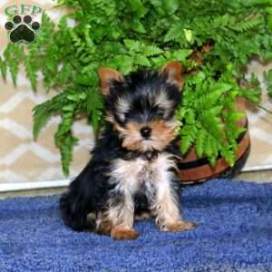 Happy, Yorkie Puppy