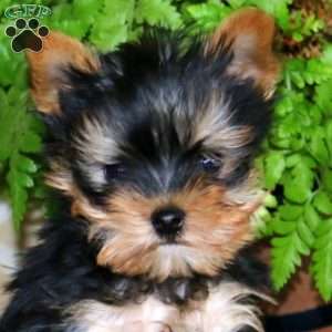 Happy, Yorkie Puppy