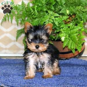 Happy, Yorkie Puppy