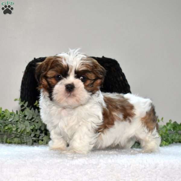 Harley, Shih Tzu Puppy