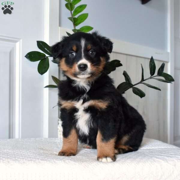 Harley, Australian Shepherd Puppy