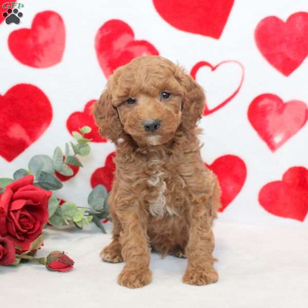 Harley, Miniature Poodle Puppy