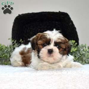 Harley, Shih Tzu Puppy