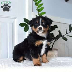 Harley, Australian Shepherd Puppy