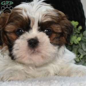 Harley, Shih Tzu Puppy