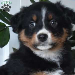 Harley, Australian Shepherd Puppy