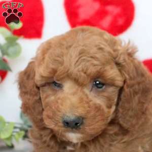 Harley, Miniature Poodle Puppy