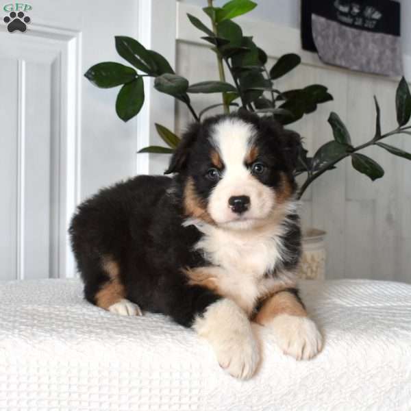 Harper, Australian Shepherd Puppy