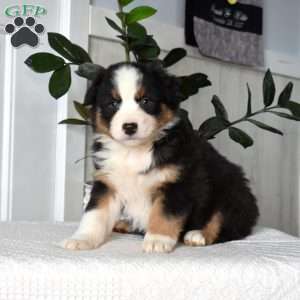 Harper, Australian Shepherd Puppy
