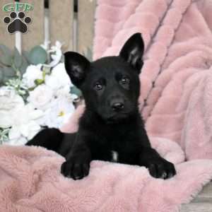 Harper, German Shepherd Puppy