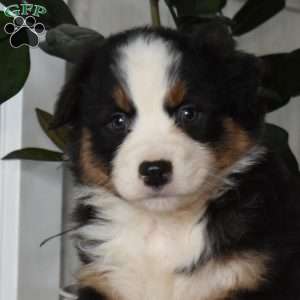 Harper, Australian Shepherd Puppy